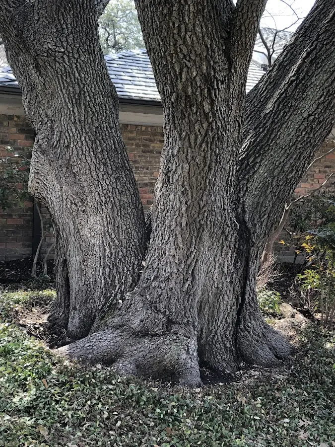 Mature heritage tree close to a Tupelo property cared for by certified arborists